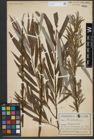 Foto von Salix viminalis L.